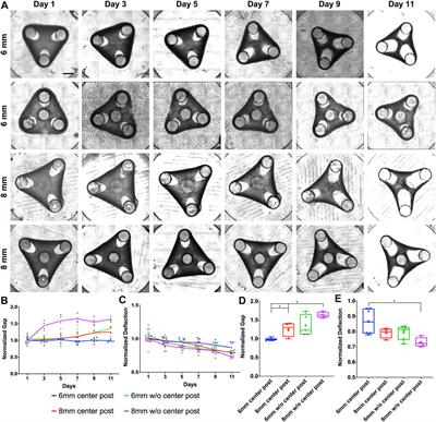 Controlling Mesenchyme Tissue Remodeling via Spatial Arrangement of Mechanical Constraints